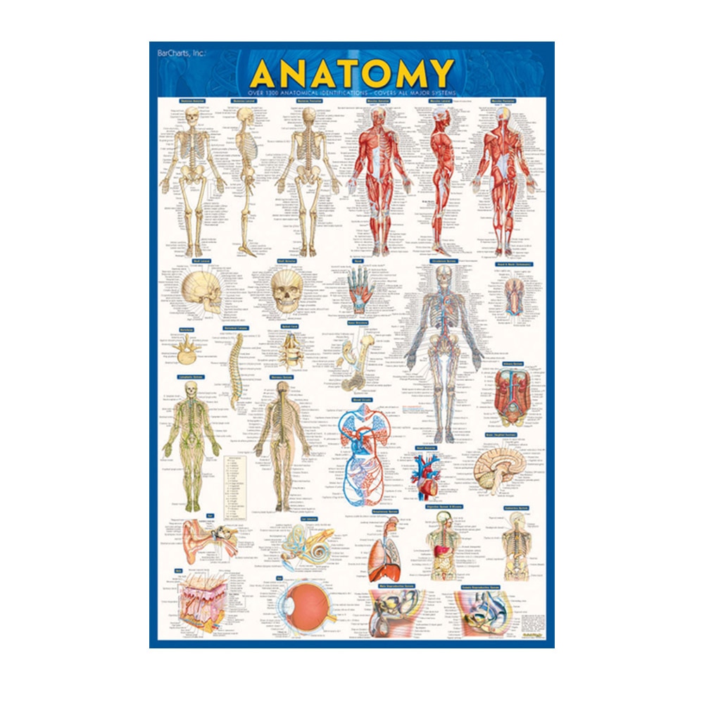 Perez, Vincent, Anatomy Poster - A Quickstudy Reference (Second Edition, New Edition, Updated & Revised), 9781423220787, Quickstudy Reference Guides, 2013, Medical, Books